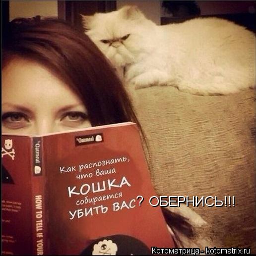 ОБЕРНИСЬ!!! ?... Котоматрица: ОБЕРНИСЬ!!! ?