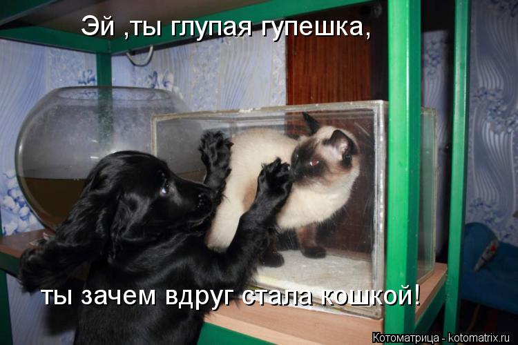 Эй ,ты глупая гупешка, ты зачем вдруг стала кошкой!... Котоматрица: Эй ,ты глупая гупешка, ты зачем вдруг стала кошкой!