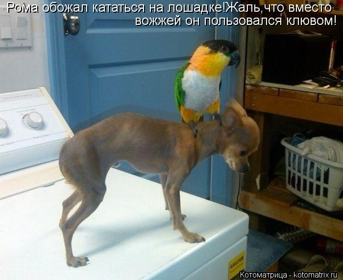 Рома обожал кататься на лошадке!Жаль,что вместо вожжей он пользовался клювом!... Котоматрица: Рома обожал кататься на лошадке!Жаль,что вместо вожжей он пользовался клювом!