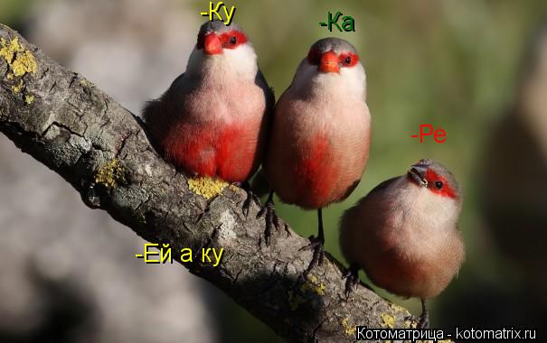 -Ку -Ре -Ка -Ей а ку -Ей а ку... Котоматрица: -Ку -Ре -Ка -Ей а ку -Ей а ку