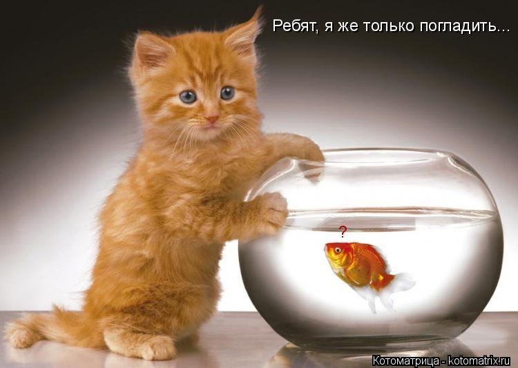 Ребят, я же только погладить... ?... Котоматрица: Ребят, я же только погладить... ?