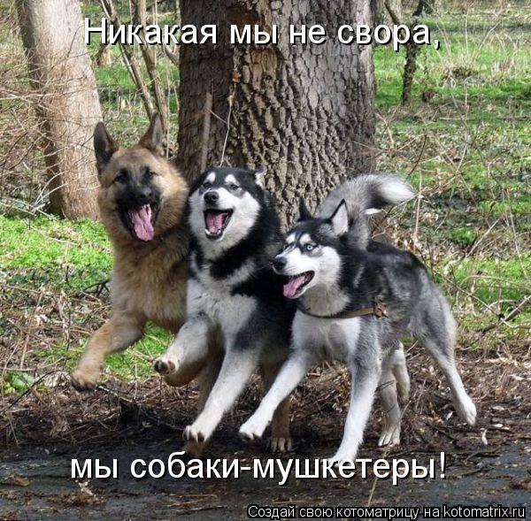 Никакая мы не свора, мы собаки-мушкетеры!... Котоматрица: Никакая мы не свора, мы собаки-мушкетеры!