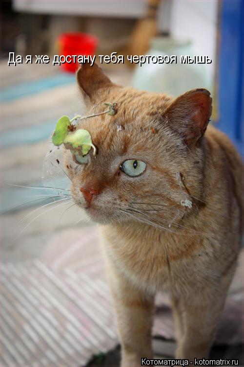 Да я же достану тебя чертовоя мышь... Котоматрица: Да я же достану тебя чертовоя мышь