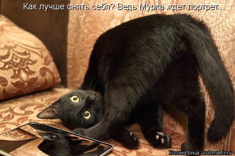 Как лучше снять себя? Ведь Мурка ждет портрет...... Котоматрица: Как лучше снять себя? Ведь Мурка ждет портрет...
