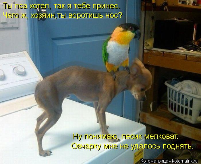 Ты пса хотел, так я тебе принес. Чего ж, хозяин,ты воротишь нос? Ну понимаю, песик мелковат. Овчарку ... Котоматрица: Ты пса хотел, так я тебе принес. Чего ж, хозяин,ты воротишь нос? Ну понимаю, песик мелковат. Овчарку мне не удалось поднять.