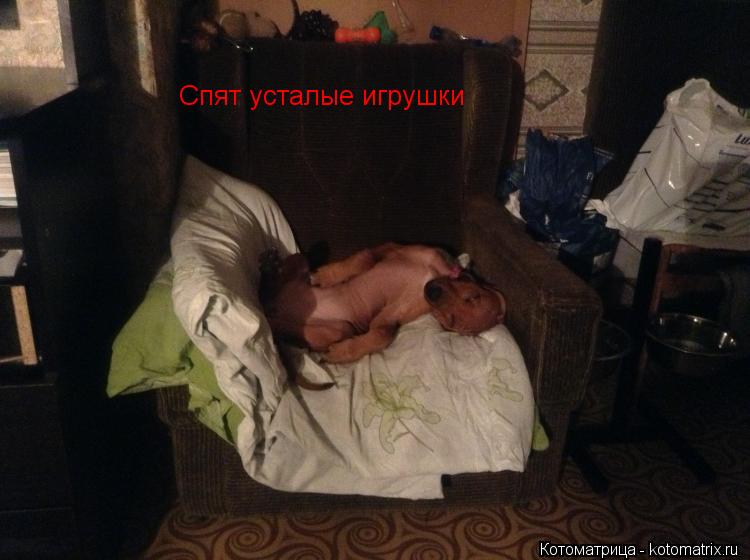 Спят усталые игрушки... Котоматрица: Спят усталые игрушки