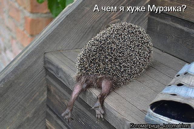 А чем я хуже Мурзика?... Котоматрица: А чем я хуже Мурзика?