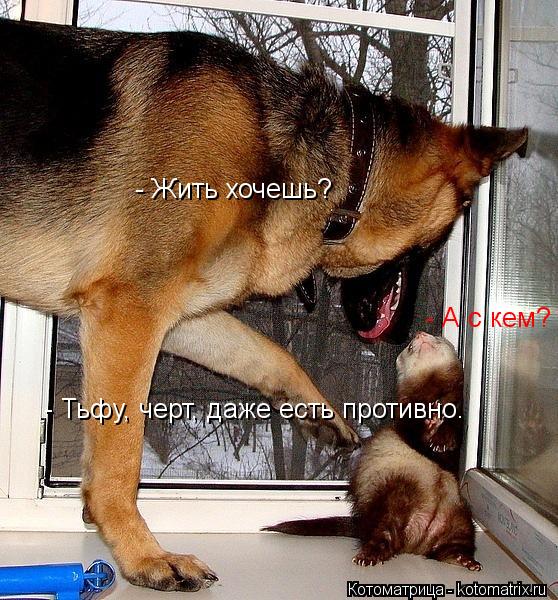 - Жить хочешь? - А с кем? - Тьфу, черт, даже есть противно.... Котоматрица: - Жить хочешь? - А с кем? - Тьфу, черт, даже есть противно.