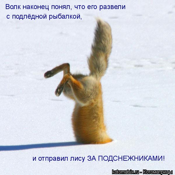 Котоматрица: Волк наконец понял, что его развели   с подлёдной рыбалкой, и отправил лису ЗА ПОДСНЕЖНИКАМИ!