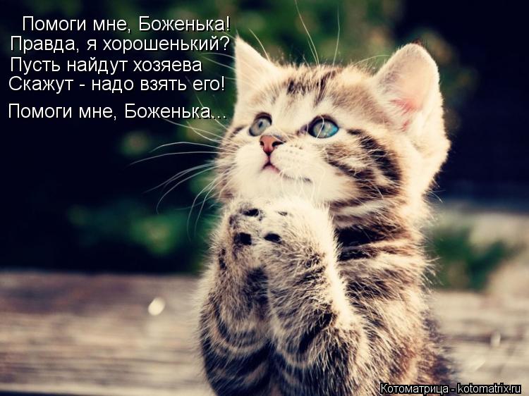 Помоги мне, Боженька! Правда, я хорошенький? Пусть найдут хозяева Скажут - надо взять его! Помоги мне... Котоматрица: Помоги мне, Боженька! Правда, я хорошенький? Пусть найдут хозяева Скажут - надо взять его! Помоги мне, Боженька...