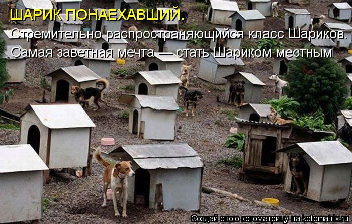 ШАРИК ПОНАЕХАВШИЙ. Стремительно распространяющийся класс Шариков. Самая заветная мечта — стать Шарико... Котоматрица: ШАРИК ПОНАЕХАВШИЙ. Стремительно распространяющийся класс Шариков. Самая заветная мечта — стать Шариком местным