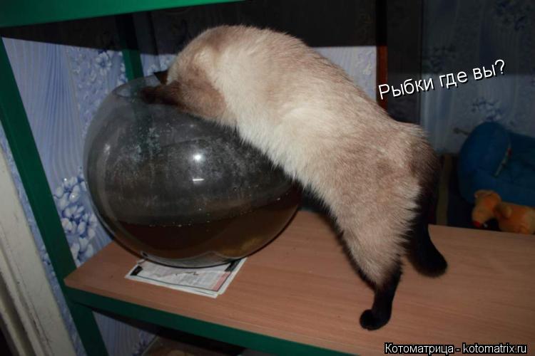 Рыбки где вы?... Котоматрица: Рыбки где вы?