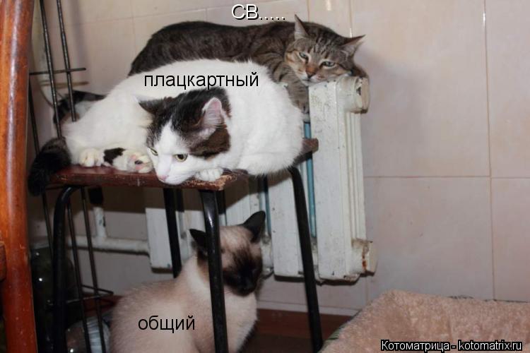СВ..... плацкартный общий... Котоматрица: СВ..... плацкартный общий