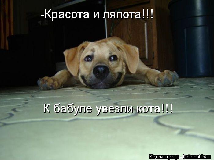 -Красота и ляпота!!! К бабуле увезли кота!!!... Котоматрица: -Красота и ляпота!!! К бабуле увезли кота!!!