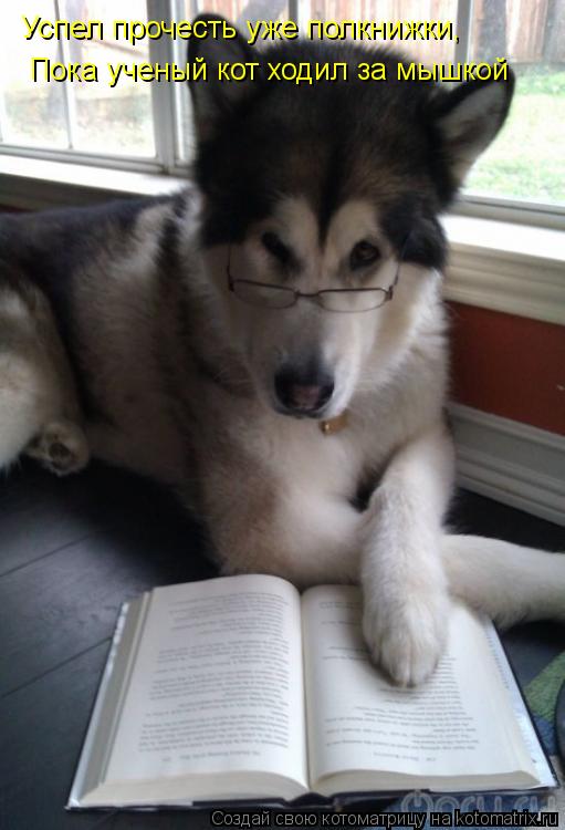 Успел прочесть уже полкнижки, Пока ученый кот ходил за мышкой... Котоматрица: Успел прочесть уже полкнижки, Пока ученый кот ходил за мышкой