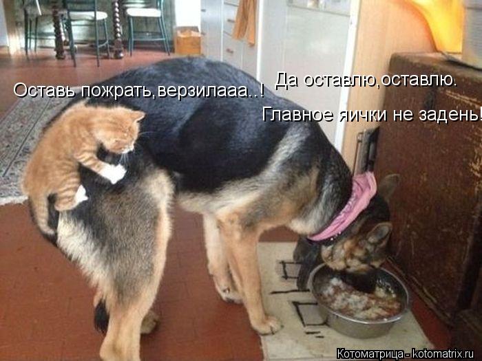 Да оставлю,оставлю. Главное яички не задень!. Оставь пожрать,верзилааа..!... Котоматрица: Да оставлю,оставлю. Главное яички не задень!. Оставь пожрать,верзилааа..!