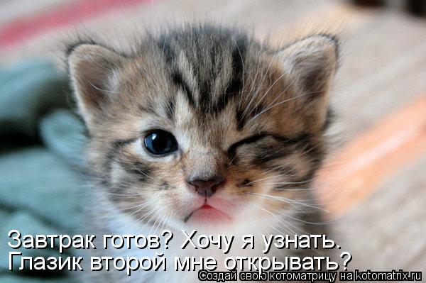Глазик второй мне открывать? Завтрак готов? Хочу я узнать.... Котоматрица: Глазик второй мне открывать? Завтрак готов? Хочу я узнать.