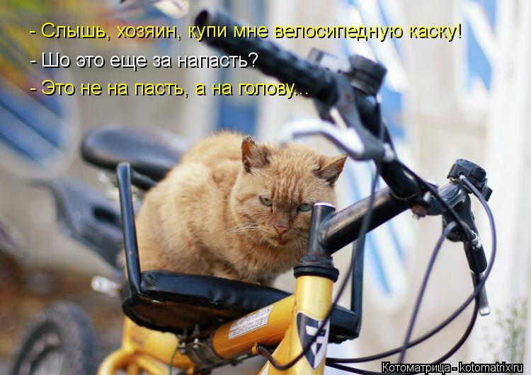 - Слышь, хозяин, купи мне велосипедную каску! - Шо это еще за напасть? - Это не на пасть, а на голову... Котоматрица: - Слышь, хозяин, купи мне велосипедную каску! - Шо это еще за напасть? - Это не на пасть, а на голову...