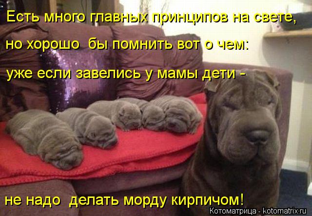 Есть много главных принципов на свете, но хорошо бы помнить вот о чем: уже если завелись у мамы дет... Котоматрица: Есть много главных принципов на свете, но хорошо бы помнить вот о чем: уже если завелись у мамы дети - не надо делать морду кирпичом!