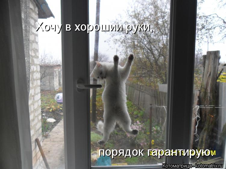 Хочу в хорошии руки, порядок гарантирую.... Котоматрица: Хочу в хорошии руки, порядок гарантирую.
