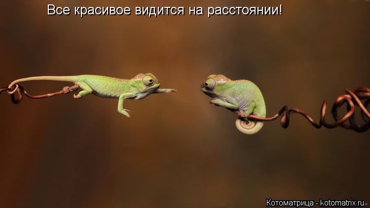 Все красивое видится на расстоянии!... Котоматрица: Все красивое видится на расстоянии!