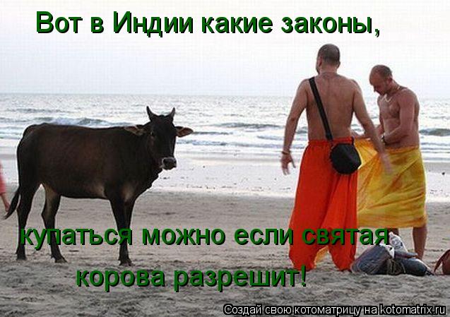 Вот в Индии какие законы, купаться можно если святая корова разрешит!... Котоматрица: Вот в Индии какие законы, купаться можно если святая корова разрешит!