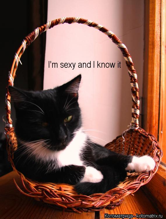I'm sexy and I know it... Котоматрица: I'm sexy and I know it