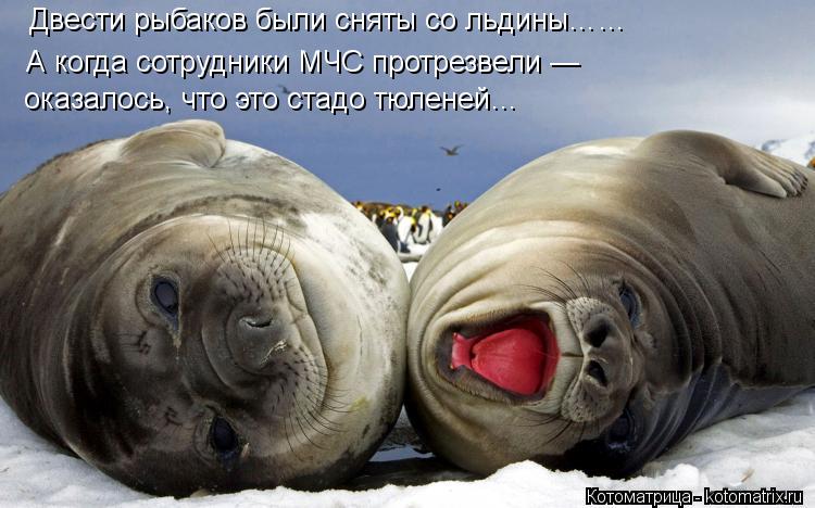 Двести рыбаков были сняты со льдины…… А когда сотрудники МЧС протрезвели — оказалось, что это стадо ... Котоматрица: Двести рыбаков были сняты со льдины…… А когда сотрудники МЧС протрезвели — оказалось, что это стадо тюленей…