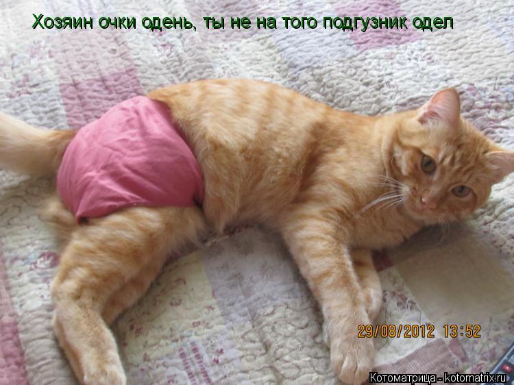 Хозяин очки одень, ты не на того подгузник одел Хозяин очки одень, ты не на того подгузник одел... Котоматрица: Хозяин очки одень, ты не на того подгузник одел Хозяин очки одень, ты не на того подгузник одел