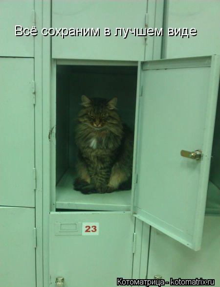 Всё сохраним в лучшем виде... Котоматрица: Всё сохраним в лучшем виде