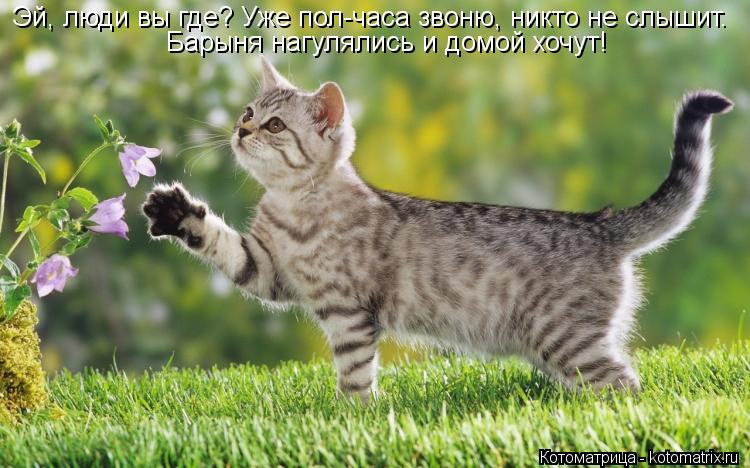 Эй, люди вы где? Уже пол-часа звоню, никто не слышит. Барыня нагулялись и домой хочут!... Котоматрица: Эй, люди вы где? Уже пол-часа звоню, никто не слышит. Барыня нагулялись и домой хочут!