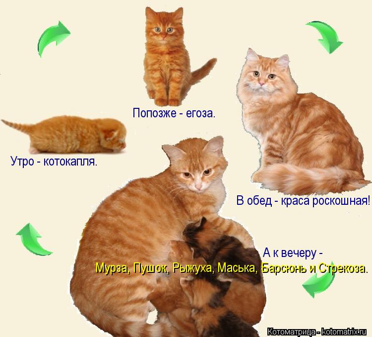 Утро - котокапля. Попозже - егоза. В обед - краса роскошная! А к вечеру - Мурза, Пушок, Рыжуха, Мась... Котоматрица: Утро - котокапля. Попозже - егоза. В обед - краса роскошная! А к вечеру - Мурза, Пушок, Рыжуха, Маська, Барсюнь и Стрекоза.