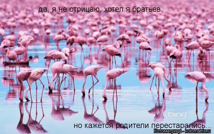 да, я не отрицаю, хотел я братьев но кажется родители перестарались...... Котоматрица: да, я не отрицаю, хотел я братьев но кажется родители перестарались...