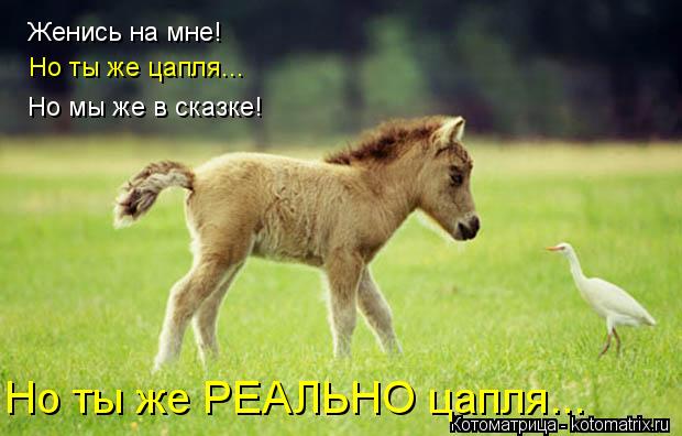 Женись на мне! Но ты же цапля... Но мы же в сказке! Но ты же РЕАЛЬНО цапля...... Котоматрица: Женись на мне! Но ты же цапля... Но мы же в сказке! Но ты же РЕАЛЬНО цапля...