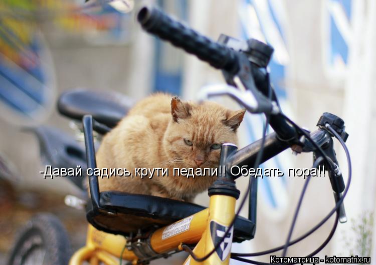 -Давай садись,крути педали!! Обедать пора!!... Котоматрица: -Давай садись,крути педали!! Обедать пора!!