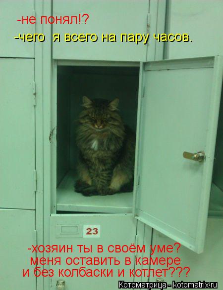 -не понял!? -чего я всего на пару часов. -хозяин ты в своём уме? меня оставить в камере и без колбас... Котоматрица: -не понял!? -чего я всего на пару часов. -хозяин ты в своём уме? меня оставить в камере и без колбаски и котлет???