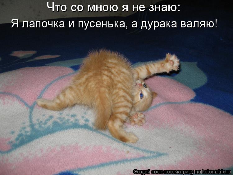 Что со мною я не знаю: Я лапочка и пусенька, а дурака валяю!... Котоматрица: Что со мною я не знаю: Я лапочка и пусенька, а дурака валяю!