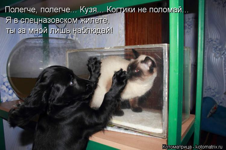 Полегче, полегче... Кузя... Когтики не поломай... Я в спецназовском жилете, ты за мной лишь наблюдай!... Котоматрица: Полегче, полегче... Кузя... Когтики не поломай... Я в спецназовском жилете, ты за мной лишь наблюдай!