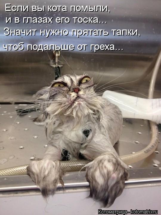 Если вы кота помыли, и в глазах его тоска... Значит нужно прятать тапки, чтоб подальше от греха...... Котоматрица: Если вы кота помыли, и в глазах его тоска... Значит нужно прятать тапки, чтоб подальше от греха...