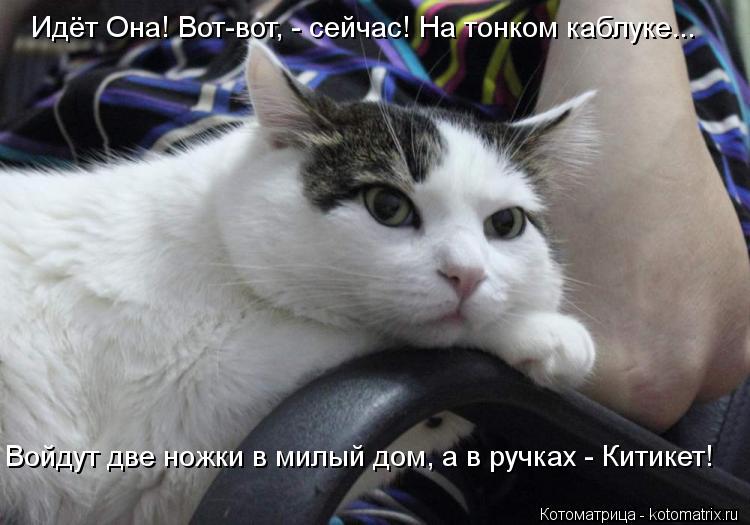 Идёт Она! Вот-вот, - сейчас! На тонком каблуке... Войдут две ножки в милый дом, а в ручках - Китикет!... Котоматрица: Идёт Она! Вот-вот, - сейчас! На тонком каблуке... Войдут две ножки в милый дом, а в ручках - Китикет!