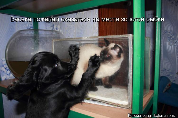 Васька пожелал оказаться на месте золотой рыбки... Котоматрица: Васька пожелал оказаться на месте золотой рыбки