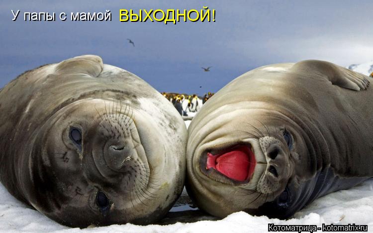 У папы с мамой ВЫХОДНОЙ!... Котоматрица: У папы с мамой ВЫХОДНОЙ!