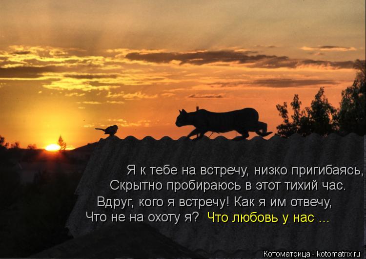 Я к тебе на встречу, низко пригибаясь, Скрытно пробираюсь в этот тихий час. Вдруг, кого я встречу! К... Котоматрица: Я к тебе на встречу, низко пригибаясь, Скрытно пробираюсь в этот тихий час. Вдруг, кого я встречу! Как я им отвечу, Что не на охоту я? Что любо