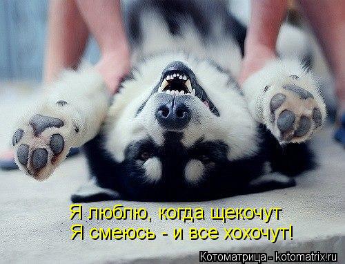 Я люблю, когда щекочут Я смеюсь - и все хохочут!... Котоматрица: Я люблю, когда щекочут Я смеюсь - и все хохочут!