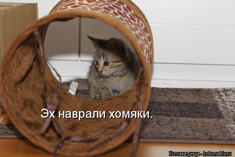 Эх наврали хомяки.... Котоматрица: Эх наврали хомяки.