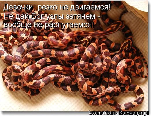 Не дай Бог узлы затянем - вообще не распутаемся! Девочки, резко не двигаемся!... Котоматрица: Не дай Бог узлы затянем - вообще не распутаемся! Девочки, резко не двигаемся!