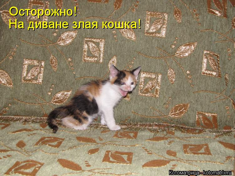 Осторожно! На диване злая кошка!... Котоматрица: Осторожно! На диване злая кошка!