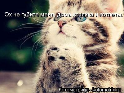 Ох не губите меня, дома хозяйка и котлеты.... Котоматрица: Ох не губите меня, дома хозяйка и котлеты.