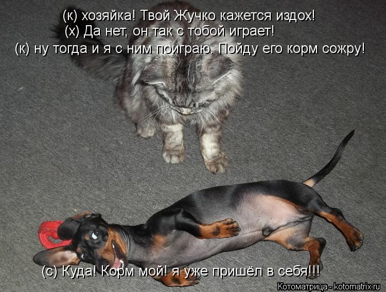 (к) хозяйка! Твой Жучко кажется издох! (х) Да нет, он так с тобой играет! (к) ну тогда и я с ним поиг... Котоматрица: (к) хозяйка! Твой Жучко кажется издох! (х) Да нет, он так с тобой играет! (к) ну тогда и я с ним поиграю. Пойду его корм сожру! (с) Куда! Корм мой! я у