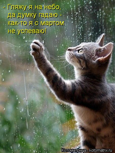 - Гляжу я на небо, да думку гадаю - как-то я с мартом не успеваю!... Котоматрица: - Гляжу я на небо, да думку гадаю - как-то я с мартом не успеваю!
